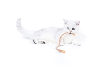 beautiful young cat breed Scottish chinchilla straight