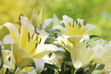 Fototapeta premium Blooming White Yellow Lily Flowers in the Garden