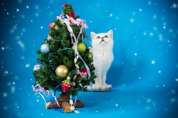 little cat with a Christmas tree with toys