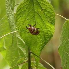 grig on a tree