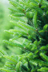 Obraz premium the fir-tree needles with the drops of water on it over green background of blurry trees