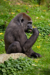 Westlicher Flachlandgorilla