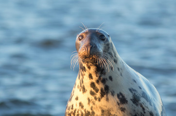 Obraz premium Curious grey seal, Halichoerus grypus, in the evening light in Estonian nature