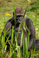 Westlicher Flachlandgorilla