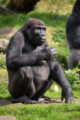 Westlicher Flachlandgorilla