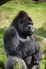 Westlicher Flachlandgorilla