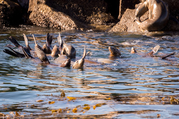 Robben im Hafen von Monterey in Kalifornien, USA