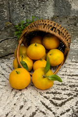 Mandarines du jardin 
