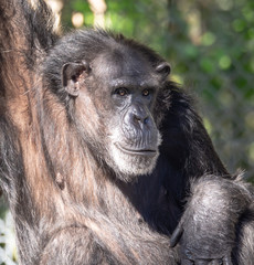 Sad Lonely Zoo Chimpanzee Monkey Face Expression