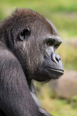 Obraz premium Westlicher Flachlandgorilla