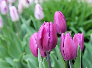 Pink and purple tulips 