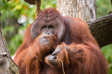 Orang Utan (Pongo)