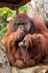 Orang Utan (Pongo)