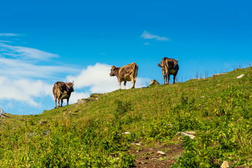 Cows grazing on the hill