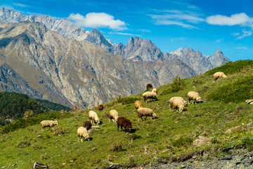 goats and sheep grazing on Hill