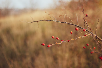 Background fresh red Rosehips, fresh Berries