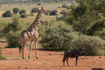 Beautiful landscape of Giraffe and Wildebeest grazing © Sus