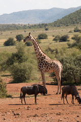 Beautiful landscape of Giraffe and Buffalo grazing under African sky's