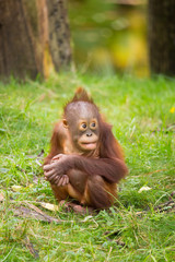 Orang Utan (Pongo)
