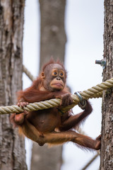 Orang Utan (Pongo)