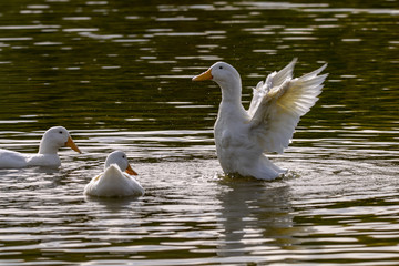 Heavy white pekin duck preening and stretching wings