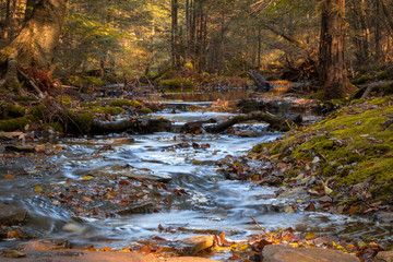 Stream in the forest