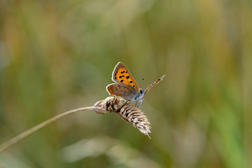 Large Copper butterfly (Lycaena dispar) resting on dried wild grass seed head