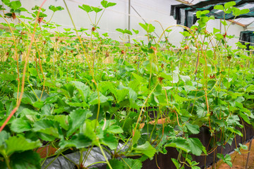 Hoshina Starberry - Japan Strawberry style Farm on Da Lat City, Lam Dong Province, Vietnam
