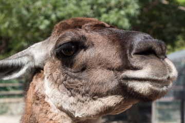 Fototapeta premium Lama Guanaco, close up, big eyes and long eyelashes