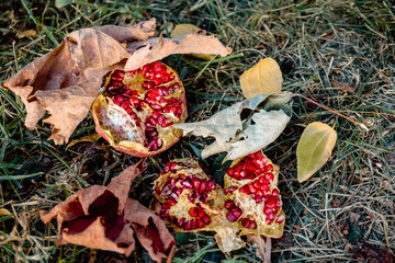 fleshy and ripe pomegranate  on the grass