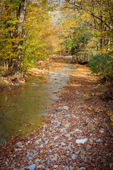 Fall Stream