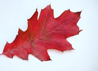 Red fallen oak leaf on white background.