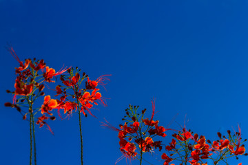 Colorful red flowers name Thai peacock-tailed in sunshine day with blue sky and blurred clouds, selective focus