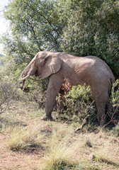 Naklejka na ściany i meble African Elephant walking and grazing on leaves and branches