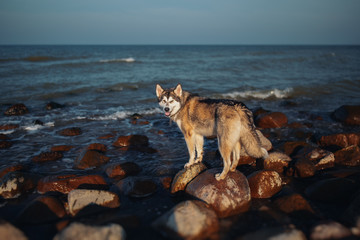 Fototapeta na wymiar Dog is like a wolf on sea stones