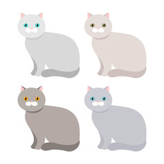 Scottish exotic Shorthair cat with a different coat color. Vector.
