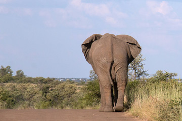 Beautiful Elephant wondering in national park