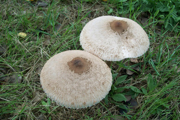 The parasol mushroom (Macrolepiota procera or Lepiota procera) is a basidiomycete fungus with a large, prominent fruiting body resembling a parasol. It is a fairly common species on well-drained soils