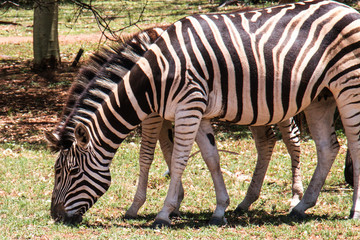 Wild Zebra on African grasslands