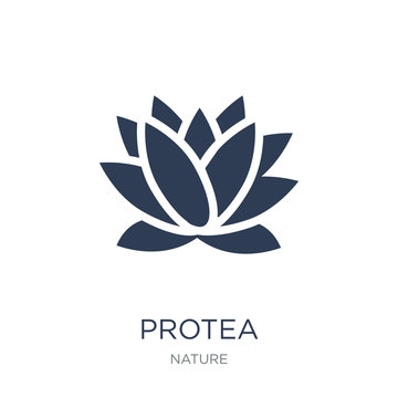 Protea icon. Trendy flat vector Protea icon on white background from nature collection