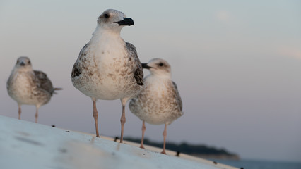 Seagull