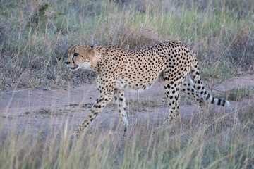 Cheetah (Acinonyx jubatus) walking in the evening light in the Sabi Sands, Greater Kruger, South Africa