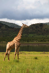 Naklejka na ściany i meble Giraffe wondering under African sky's