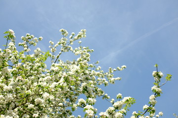 Beautiful blooming of white apple trees in the garden