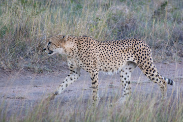 Cheetah (Acinonyx jubatus) walking in the evening light in the Sabi Sands, Greater Kruger, South Africa