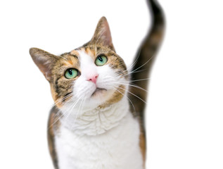 A domestic shorthair cat with calico tabby markings and green eyes gazing upwards