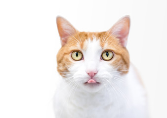 A domestic shorthair cat with orange tabby and white markings sticking its tongue out