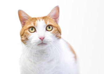 Obraz premium A domestic shorthair cat with orange tabby and white markings