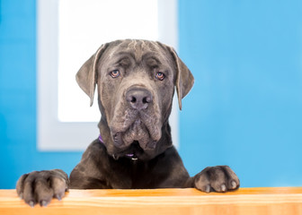 A large purebred Cane Corso mastiff dog standing up with its paws on a ledge