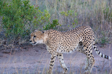 Cheetah (Acinonyx jubatus) walking in the evening light in the Sabi Sands, Greater Kruger, South Africa